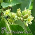 Persea americana